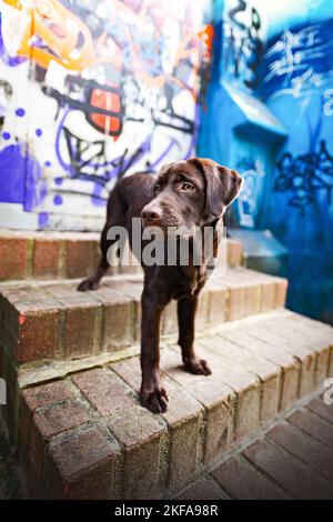 stehende Labrador Retriever Stockfoto