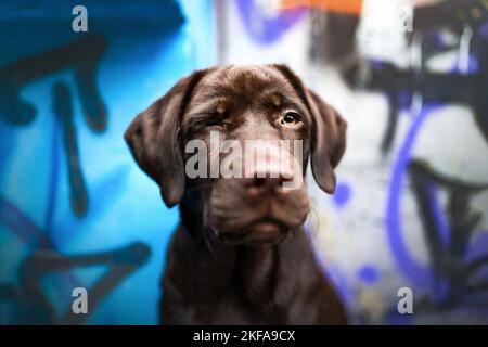 Labrador Retriever Porträt Stockfoto