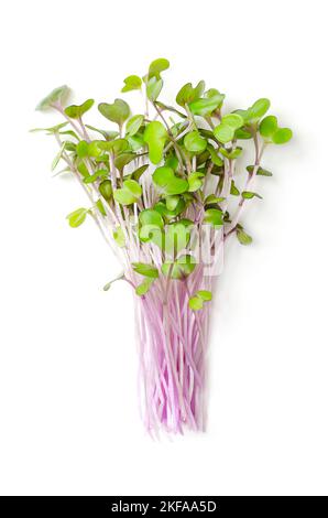 Ein paar Rotkohl-Microgreens. Frische und verzehrfertige Sämlinge, Triebe, Kotyledons und Jungpflanzen von Brassica oleracea, auch Lila-Kohl. Stockfoto