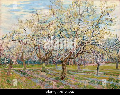 Vincent van Gogh, der Weiße Obstgarten, Landschaftsmalerei in Öl auf Leinwand, 1888 Stockfoto