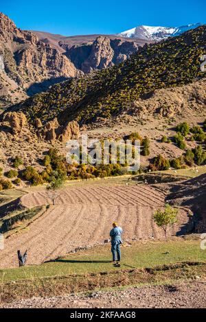 Ein Landwirt im Ait Bouilli-Tal und im Dorf Ikiss, einer winzigen Berbersiedlung in der Region M'Goun des marokkanischen Atlas-Gebirges Stockfoto