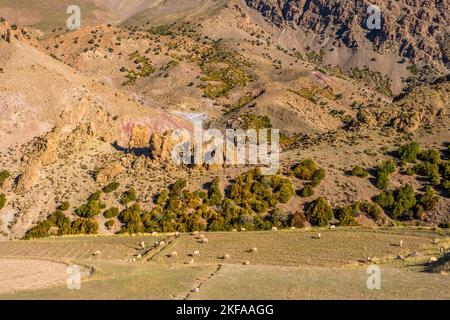 Schafe weiden im Ait Bouilli-Tal und im Dorf Ikiss, einer winzigen Berbersiedlung in der Region M'Goun des marokkanischen Atlas-Gebirges Stockfoto