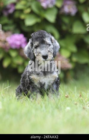 Sitzender Bedlington Terrier Welpe Stockfoto