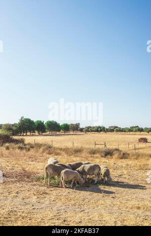 Herde von Schafen auf einer Weide auf einem Feld von trockenem Gras an einem heißen Sommertag Stockfoto