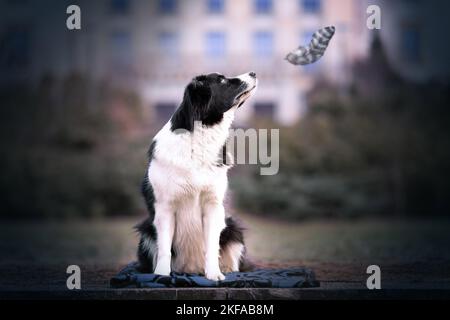 Border-Collie sitzend Stockfoto