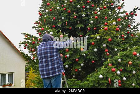 17. November 2022, Brandenburg, Grüntal Eine Weihnachtsbaumplantage