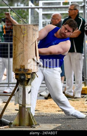 Wood Chopping Competition Axt Men Wood Chips Nahaufnahme bei der Royal Melbourne Show, Melbourne Victoria VIC, Australien Stockfoto