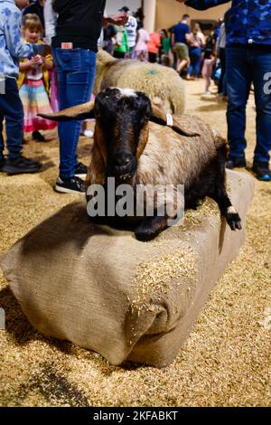 Braune und schwarze Ziege beim Ablegen bei der Royal Melbourne Show, Melbourne Victoria VIC, Australien Stockfoto