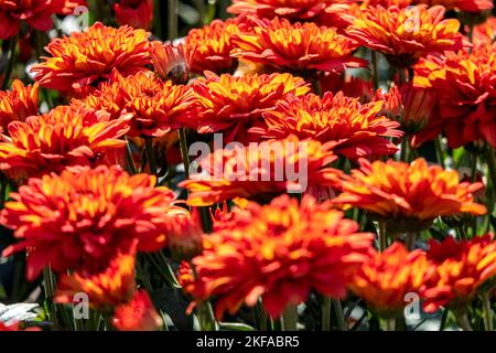 Rot gelbe Blüten von Chrysanthemen Hintergrund. Rote gelbe Chrysanthemen, Nahaufnahme Stockfoto