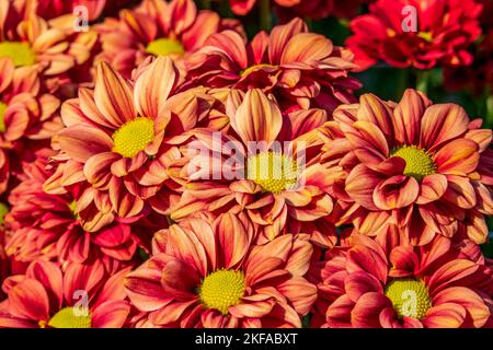 Rot gelbe Blüten von Chrysanthemen Hintergrund. Rote gelbe Chrysanthemen, Nahaufnahme Stockfoto