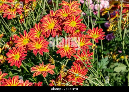 Rot gelbe Blüten von Chrysanthemen Hintergrund. Rote gelbe Chrysanthemen, Nahaufnahme Stockfoto