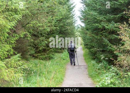 Rentner, der durch den Wald geht. Tägliche Wanderaktivitäten für ältere Menschen Stockfoto