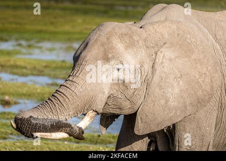 Fauler Elefant. Elefant trägt seinen Rüssel auf den Stoßzähnen Stockfoto