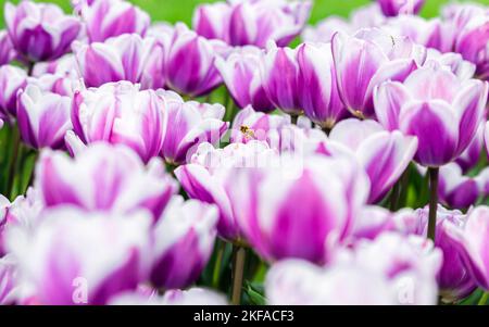 Eine Biene auf einer Tulpe Stockfoto