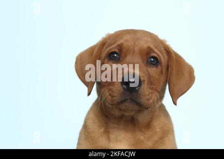 Labrador Retriever Welpen Portrait Stockfoto