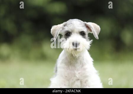 Zwergschnauzer-Portrait Stockfoto