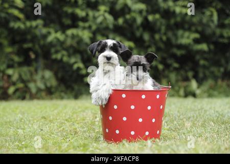 Miniatur Schnauzer Welpen Stockfoto