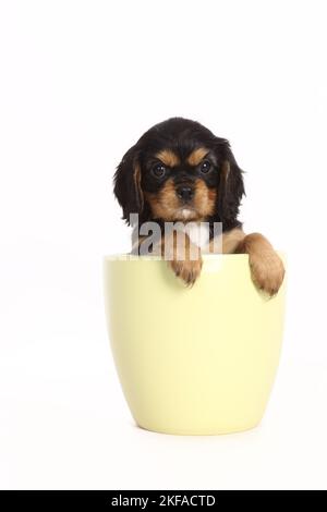 Cavalier King Charles Spaniel Welpe in einem Topf Stockfoto