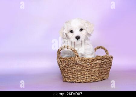 Bichon Frise Puppy in einem Korb Stockfoto