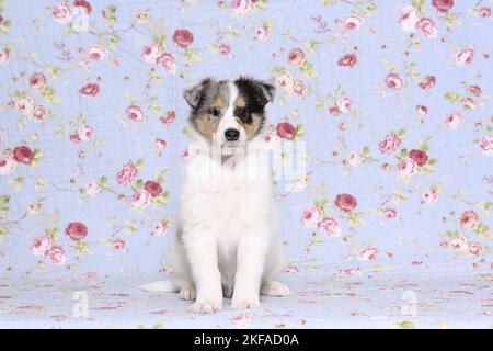 Sitzender amerikanischer Collie Puppy Stockfoto