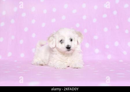 Liegender Bichon-Frise-Welpe Stockfoto