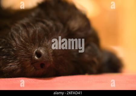 Goldendoodle Welpen schlafen. Die Nase ist im Fokus, der Rest verschwommen. Hybridhund, der keine Allergie gegen Tierschleier verursacht. Schwarzer und brauner Mantel. Stockfoto