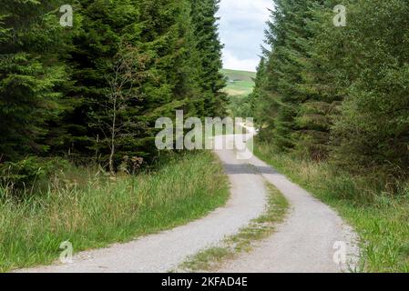 Schotterweg schlängelt sich durch den Wald mit Pinien entlang der Route. Grünes Gras an der Seite und Hügel im Hintergrund Stockfoto