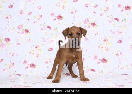 Irish Terrier Welpen Stockfoto