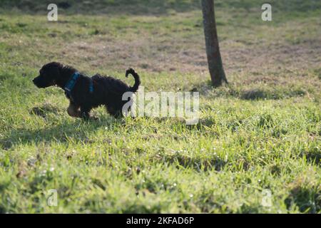 Goldendoodle Welpe spielt auf einer Wiese. Hybrid-Hund, der keine Tierhaarallergie verursacht. Schwarzer und brauner Mantel. Tierfoto eines Hundes Stockfoto