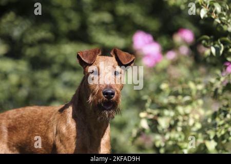 Irish Terrier Portrait Stockfoto