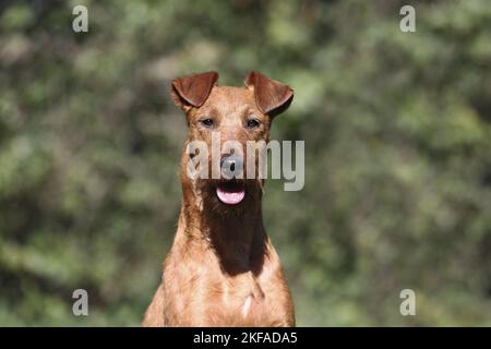 Irish Terrier Portrait Stockfoto
