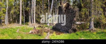 Entwurzelter Baum - die Wurzeln einer gefallenen Fichte in einer Waldlichtung Stockfoto