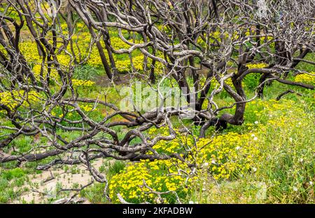 Wildblumen am Cape to Cape Track durch den Boranup Forest 1 Jahr nach einem Buschfeuer Leeuwin-Naturaliste National Park Western Australia. Stockfoto