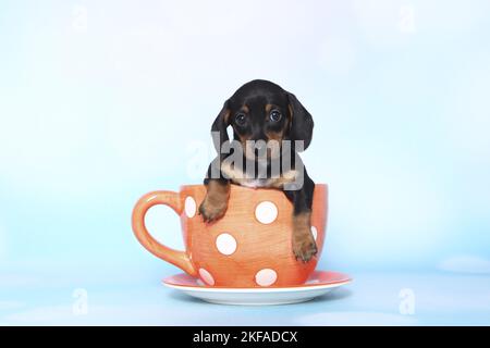 American Miniature Dachshund Puppy Stockfoto