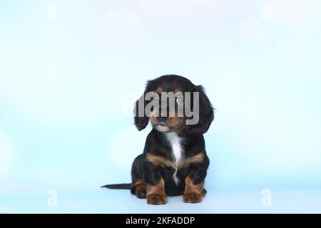 American Miniature Dachshund Puppy Stockfoto