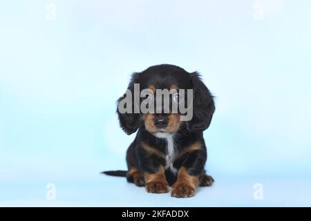 American Miniature Dachshund Puppy Stockfoto