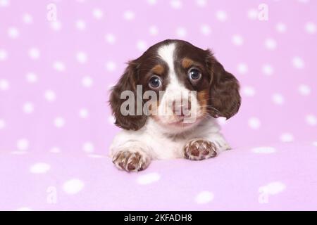 American Miniature Dachshund Puppy Stockfoto