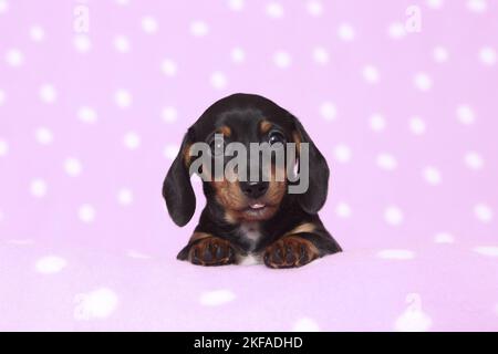American Miniature Dachshund Puppy Stockfoto