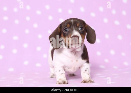 American Miniature Dachshund Puppy Stockfoto