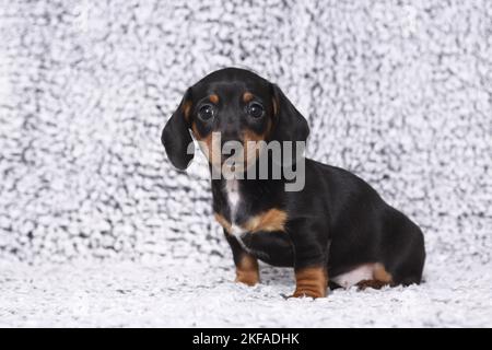 American Miniature Dachshund Puppy Stockfoto