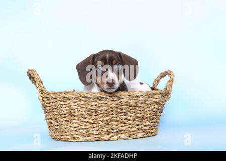American Miniature Dachshund Puppy Stockfoto