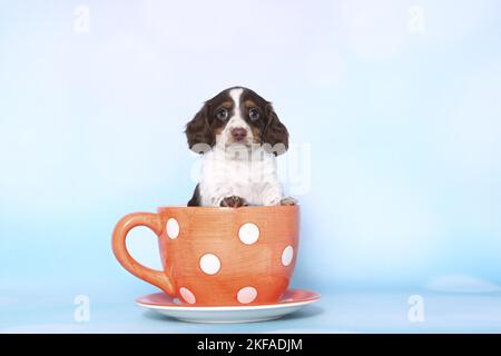 American Miniature Dachshund Puppy Stockfoto