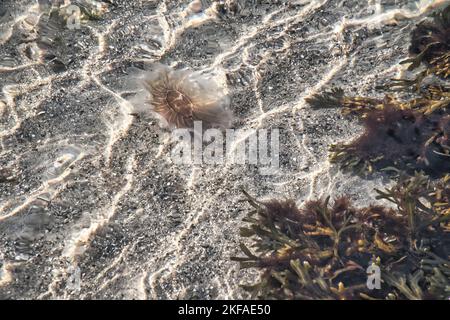 Feuerquallen an der Küste, die im Salzwasser schwimmen. Sand im Hintergrund in Wellenmuster. Tierfoto aus der Natur Stockfoto