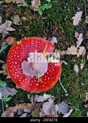 Gepunkteter Kissenhocker Stockfoto