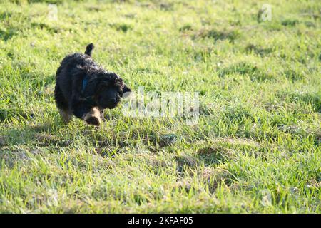 Goldendoodle Welpe spielt auf einer Wiese. Hybrid-Hund, der keine Tierhaarallergie verursacht. Schwarzer und brauner Mantel. Tierfoto eines Hundes Stockfoto