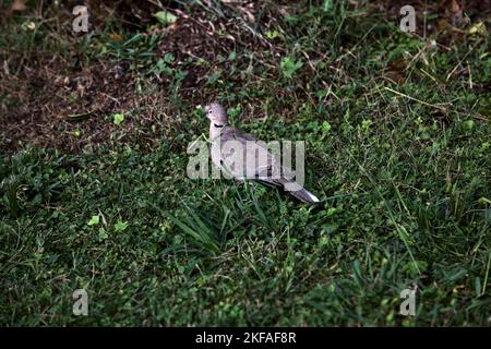 Schildkröte tauchte auf einem Rasen aus der Nähe gesehen Stockfoto