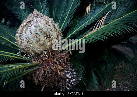 Palmenzweige wachsen aus der Nähe Stockfoto