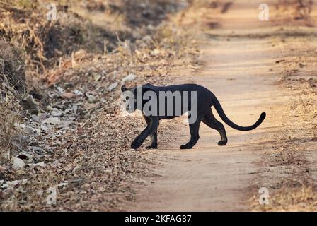 Black panther Stockfoto