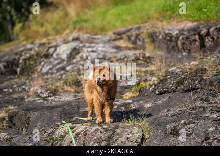 Ein süßer Chow-Chow Hund, der auf Felsen steht und zur Seite schaut Stockfoto