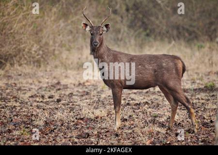 Sambar Stockfoto